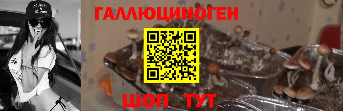 Михайловск  Галлюциногенные грибы мухоморы  Вход с VPN 